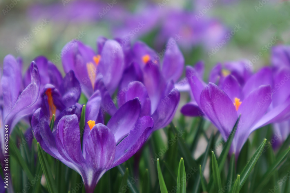 purple crocus in spring