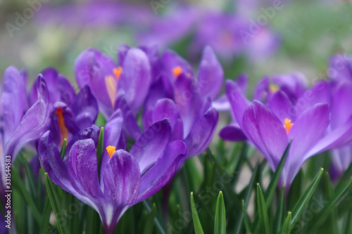 purple crocus in spring