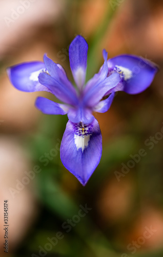 Purple wild lily. The lily among the greenery with its elegant appearance.