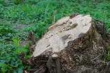 Wooden natural log closeup. Cross section of tree trunk, with copy space. 