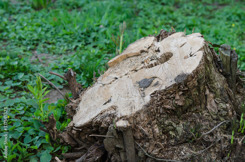 Wallpaper Mural Wooden natural log closeup. Cross section of tree trunk, with copy space.  Torontodigital.ca