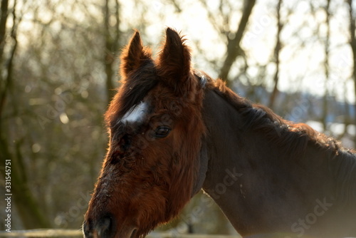 Chronische Erkrankungen beim Pferd. Cushing. Braunes geschorenes Pferd mit cushing syndrom photo