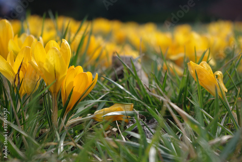 Parkowa łąka pełna żółtych krokusów w wiosennym porannym słońcu.