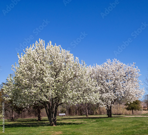 Bradford Pear trees in full bloom in a Texas park.