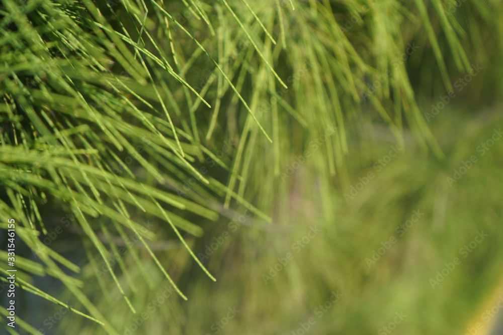 Pine tree needles Pine tree needles