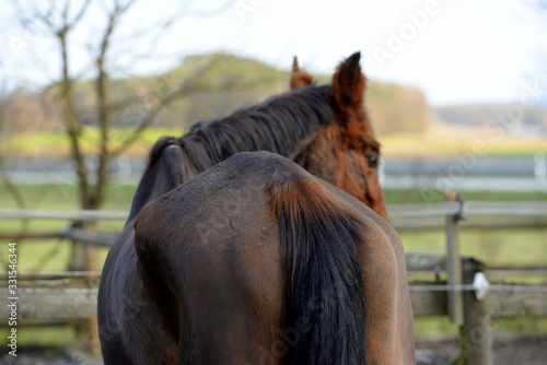 Cushing. Dünnes geschorenes braunes Pferd von hinten photo