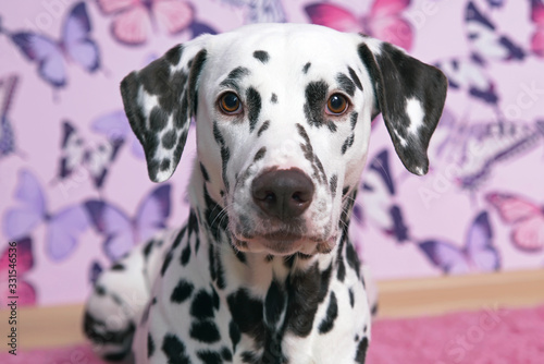 The portrait of a white and liver spotted Dalmatian dog posing indoors on a pink wallpaper background with butterflies