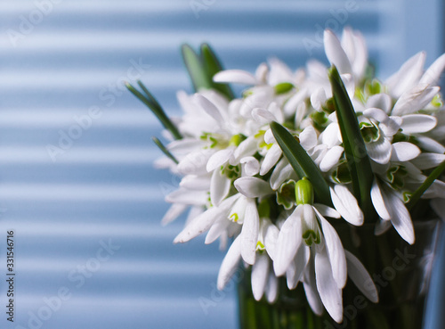 Beautiful bouquet of snowdrops flowers in the glass of water. Spring flowers. 