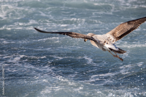 Seagull is hunting on the wave