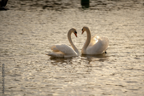 Fototapeta Naklejka Na Ścianę i Meble -  swans on the water. Sunny day