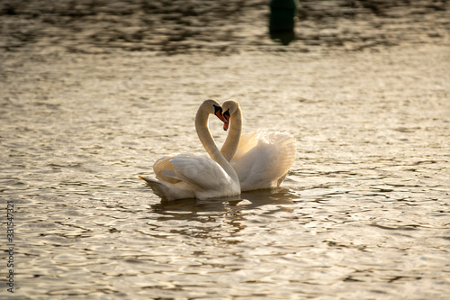 Fototapeta Naklejka Na Ścianę i Meble -  swans on the water. Sunny day