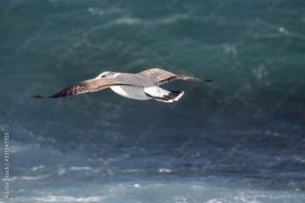 Naklejka premium Seagull is hunting on the wave