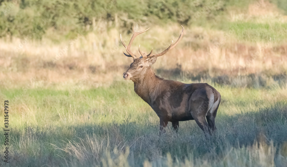 Red deer male, during rut, La Pampa, Argentina, Parque Luro Nature Reserve Red deer male, during rut, La Pampa, Argentina, Parque Luro Nature Reserve