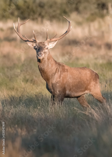 Fototapeta Naklejka Na Ścianę i Meble -  Red deer male, during rut, La Pampa, Argentina, Parque Luro Nature Reserve