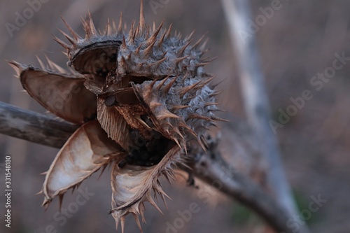 Side front view of mature opened and dried seed pod of hallucinogen Jimsonweed plant  latin name Datura Stramonium  looking like mouth of some monster.