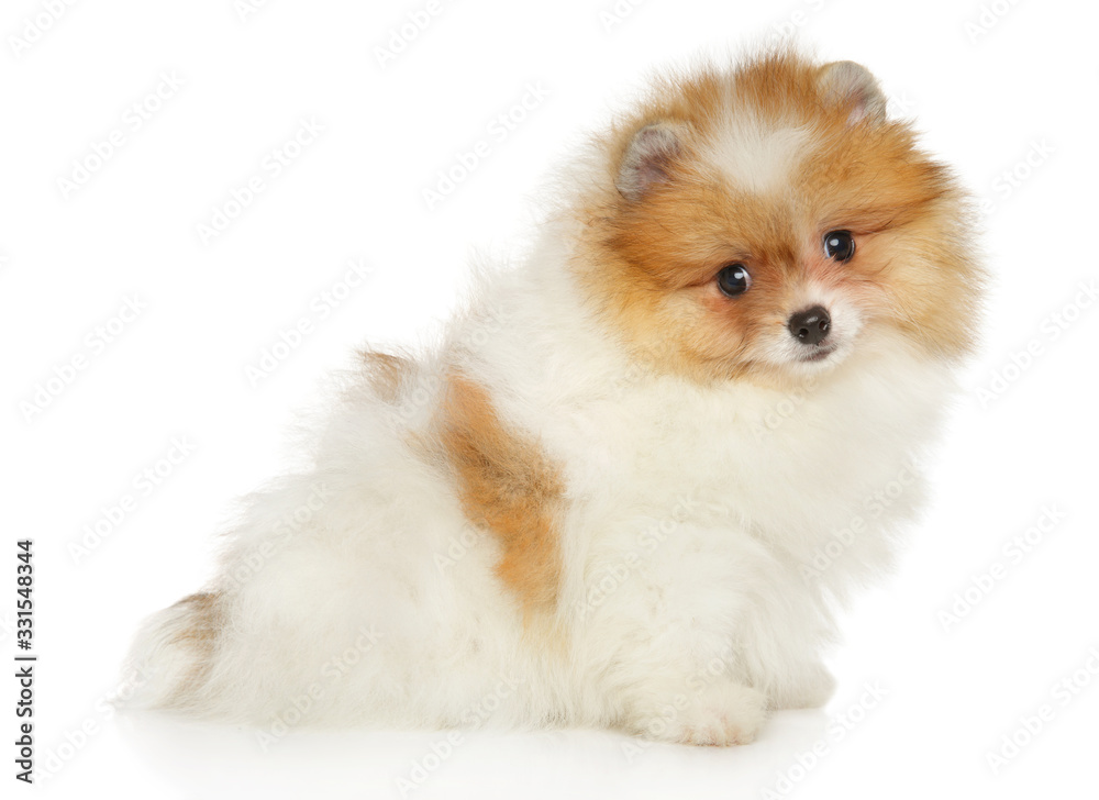 Pomeranian puppy sitting on a white background