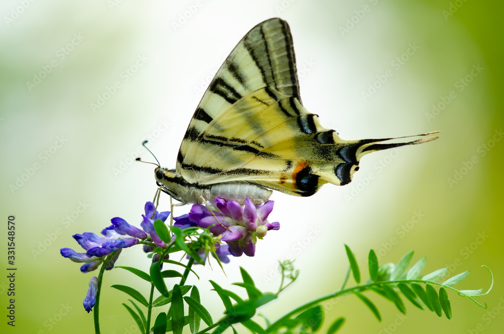 Beautiful butterfly on a flower. Big butterfly Podalirius. Beautiful butterfly on a flower. Big butterfly Podalirius.