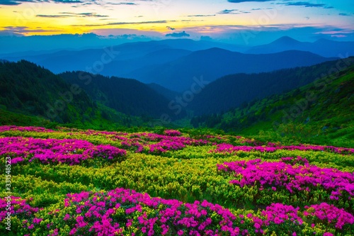 spring flowers in mountains, wpnderful morning sunrise landscape with blooming pink rhododendrons on slope of mountains, majestic floral view, Europe, Carpathians, Ukraine - Romania, Marmarosy