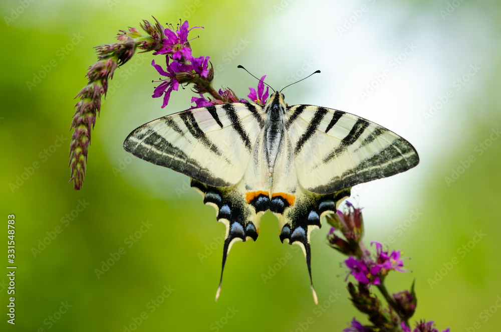 Fototapeta premium Beautiful butterfly on a flower. Big butterfly Podalirius.
