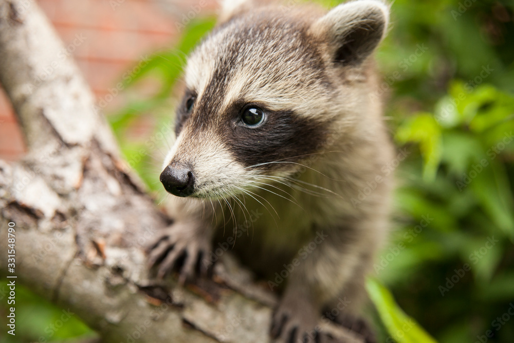 Baby raccoon  climbing on a birch tree near a house.