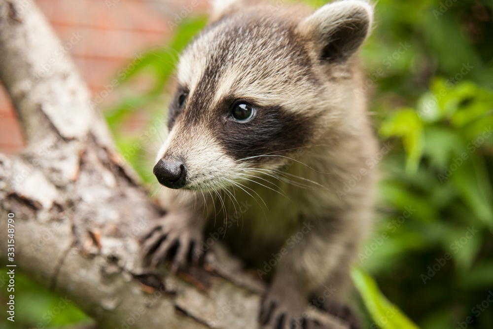 Baby raccoon climbing on a birch tree near a house. Baby raccoon climbing on a birch tree near a house.