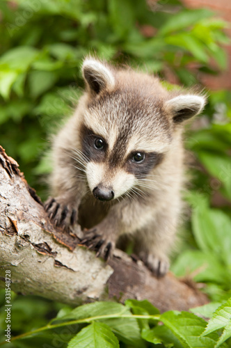Baby raccoon in a tree looking at photographer