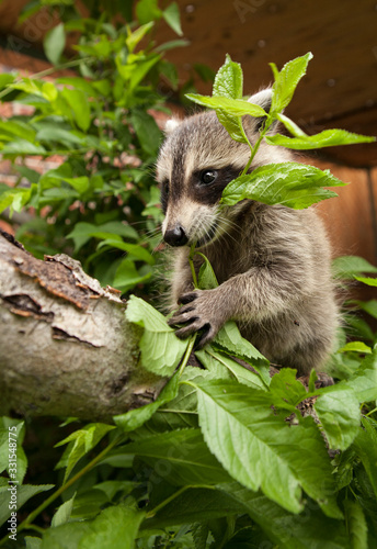 Baby raccoon chewing on a leaf of a fallen birch tree branch. © Spring