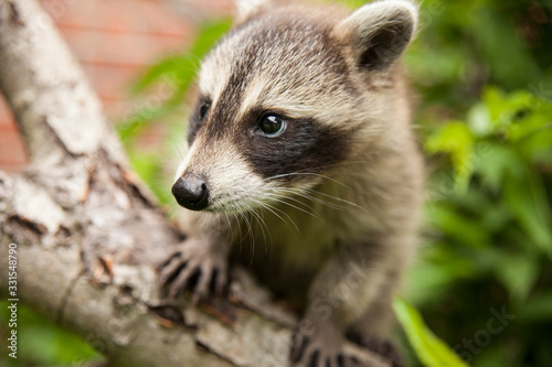 Baby raccoon  climbing on a birch tree near a house. © Spring