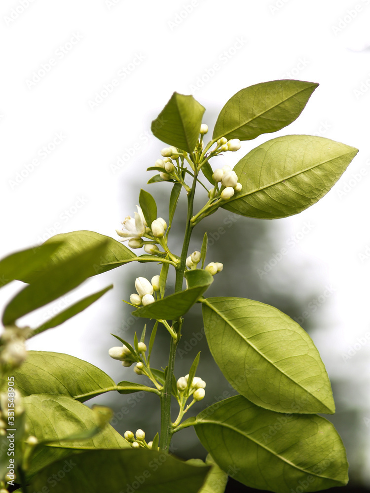 Obraz premium orange tree blossom on the branch
