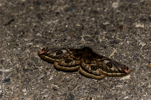 A close-up shot of a female Saturnia pevonia (also known as the small emperor moth) found on a concrete pavement at night