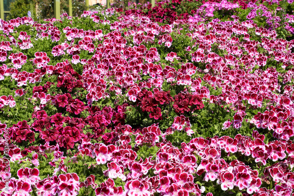 spring spring