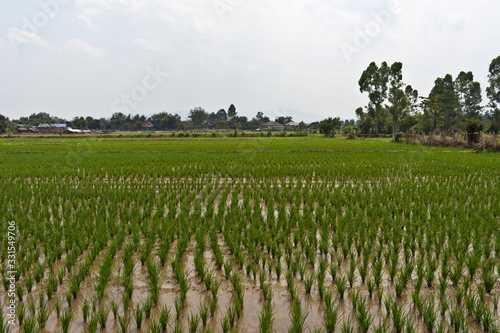 Rice Field at Mae Chan, North Thailand, Asia