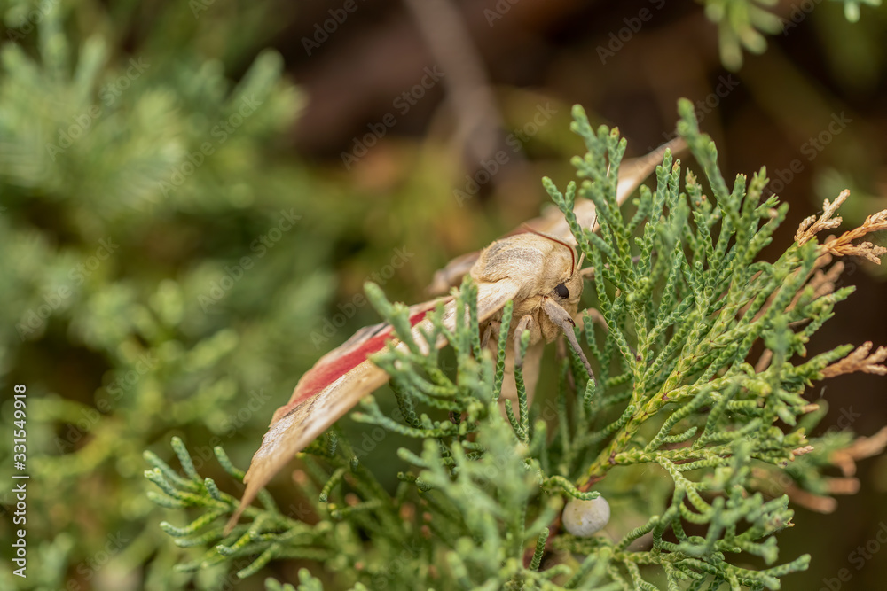 Big Poplar Sphinx (Pachysphinx occidentalis) is large and quick Moth at home in the wild and domesticated West. Big Poplar Sphinx (Pachysphinx occidentalis) is large and quick Moth at home in the wild and domesticated West.