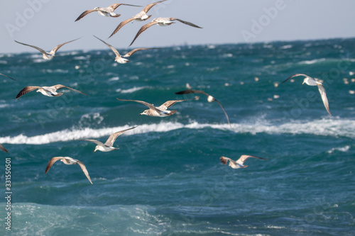 dynamic flying seagull on the sky