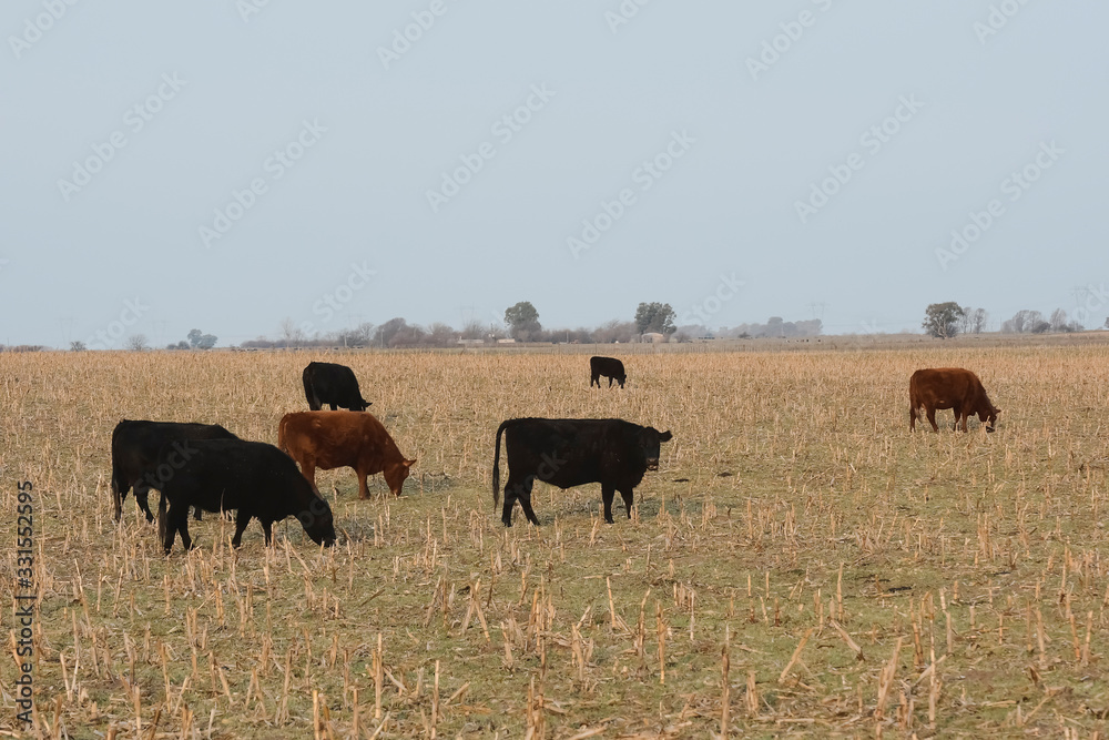 Cattle in Argentine countryside, Pampas, Argentina