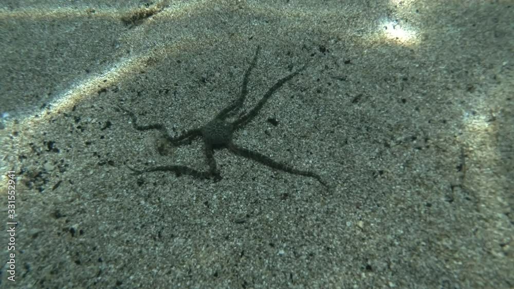 Brittlestar walks along the sandy seabed. Underwater shot. Mediterranean Sea, Europe. Brittlestar walks along the sandy seabed. Underwater shot. Mediterranean Sea, Europe.