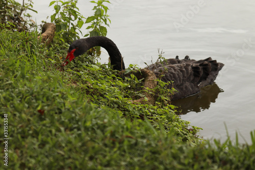 Fototapeta Naklejka Na Ścianę i Meble -  swan on lake