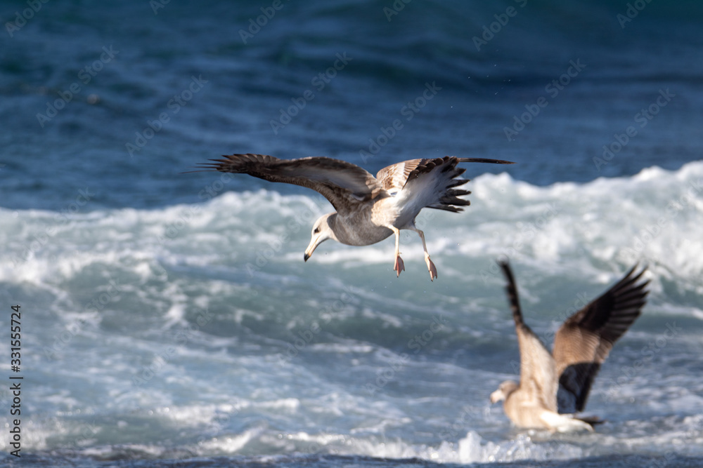 dynamic flying seagull on the sky dynamic flying seagull on the sky