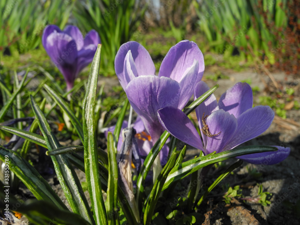 Spring purple blooming crocuses with little spider on petal on flowerbed Spring purple blooming crocuses with little spider on petal on flowerbed