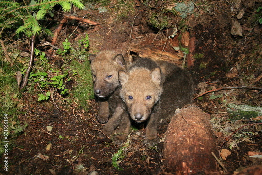 Obraz premium Wolf lair with pack of little wolves cubs under the root of tree in forest