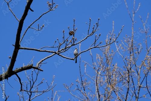 long tailed tit on branch