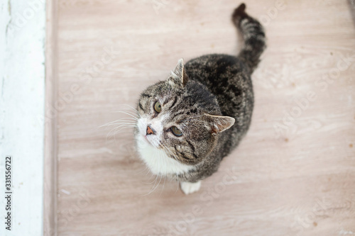 Fototapeta Naklejka Na Ścianę i Meble -  Adorable aged cat resting on floor at home