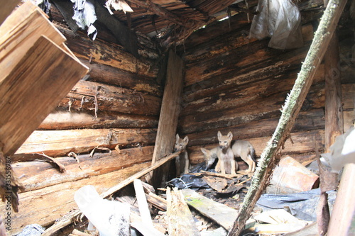 Fotografía Wolf lair with 3 wolves cubs in abandoned house in Chernobyl zone
