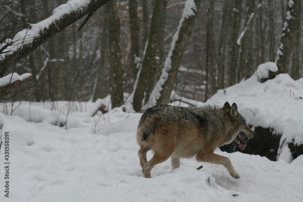 Naklejka premium Wolf in snow winter pine forest with a man