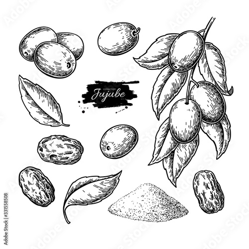 Jujube vector drawing. Chinese Date isolated illustration. Hand drawn botanical branch, dried berries, leaves photo
