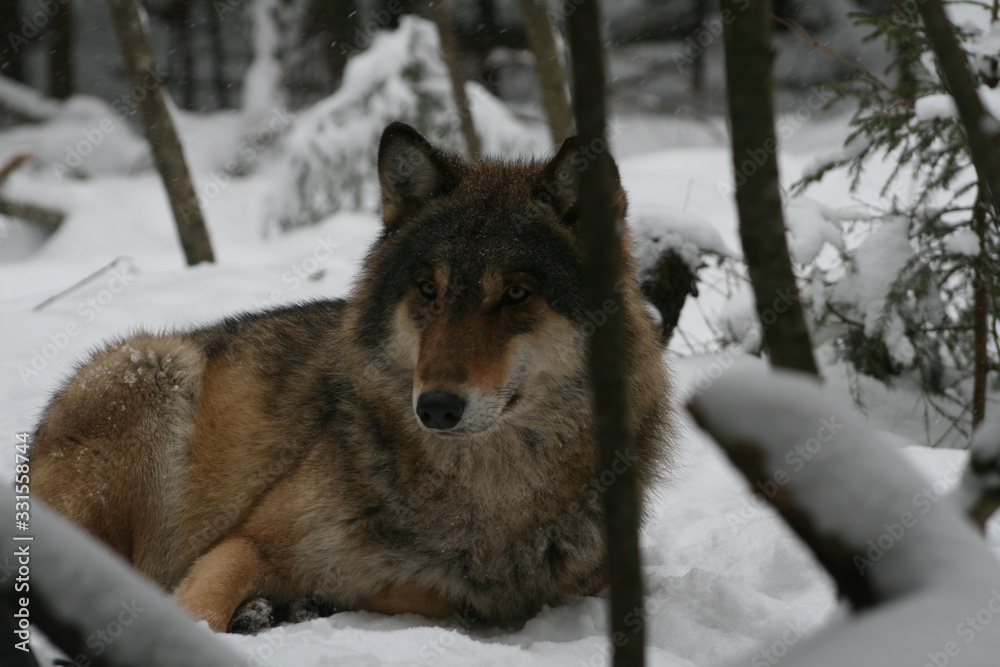 Fototapeta premium Wolf in snow winter pine forest with a man