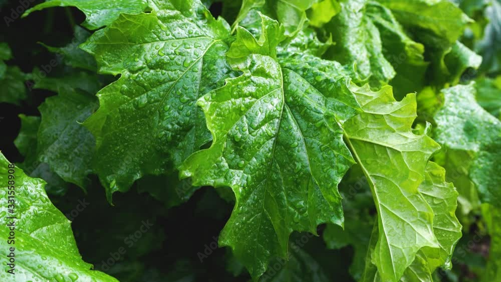 Green leaves with raindrops. Green succulent leaves after the spring rain Green leaves with raindrops. Green succulent leaves after the spring rain