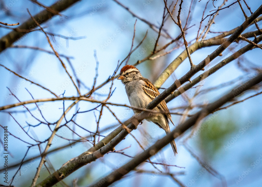 Chipping Sparrow along the nature trail in Pearland! Chipping Sparrow along the nature trail in Pearland!