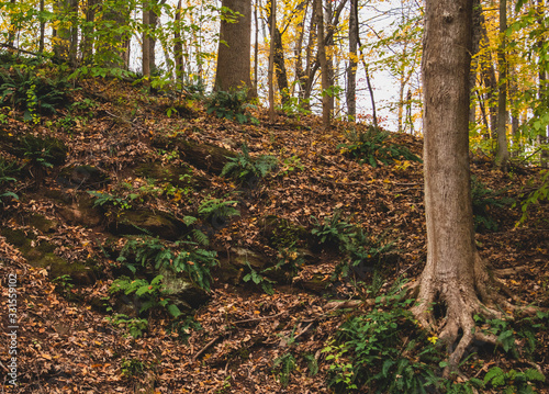 autumn in the forest