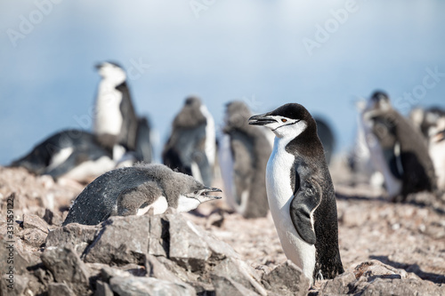 kleiner Pinguin in der Antarktis, Zügelpinguin  beim Füttern 